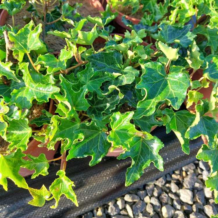 Brečtan popínavý (Hedera helix) ´CRISPA´ ∅ 30-50 cm, kont. C2L